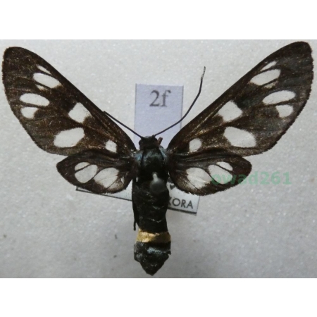 Amata phegea (Linnaeus, 1758) Oblaczek granatek Czech2f